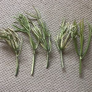 5 Medium Fire Stick Succulents